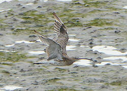 Eurasian Curlew