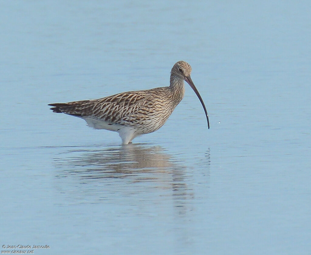 Eurasian Curlew