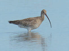 Eurasian Curlew