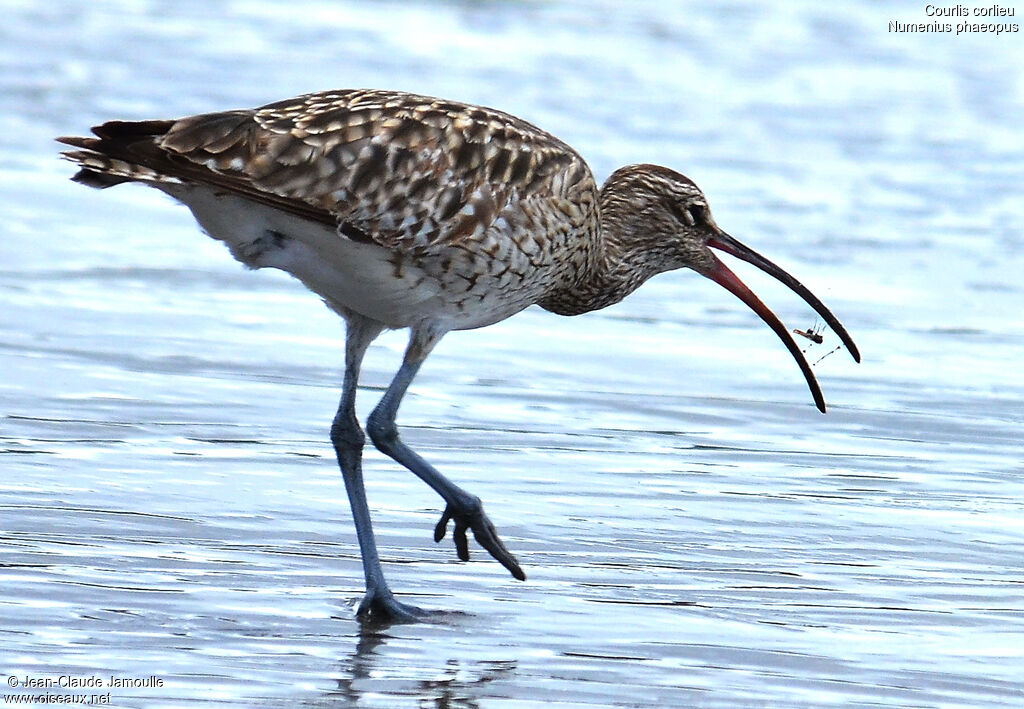 Whimbrel, feeding habits