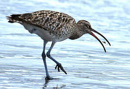 Eurasian Whimbrel