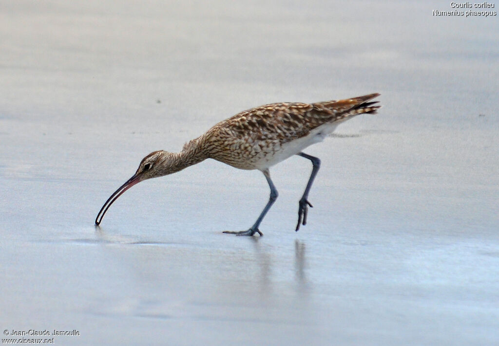 Whimbrel, feeding habits