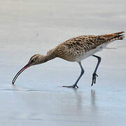 Whimbrel