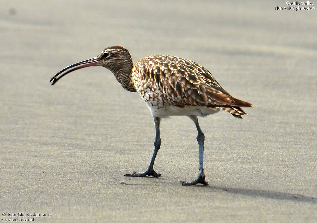 Eurasian Whimbrel, feeding habits