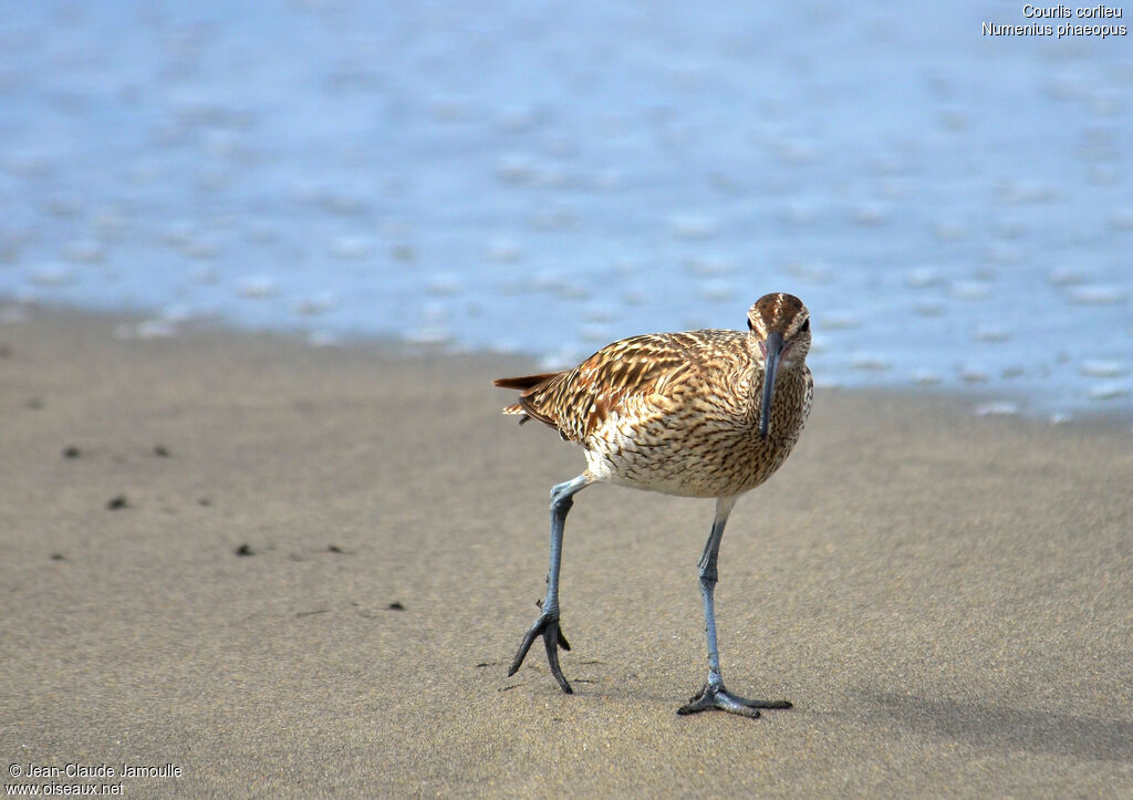 Whimbrel, identification