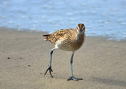 Eurasian Whimbrel