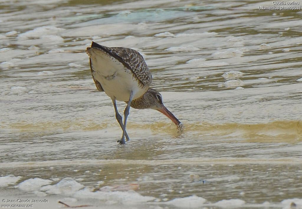 Eurasian Whimbrel, Behaviour