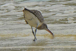 Eurasian Whimbrel