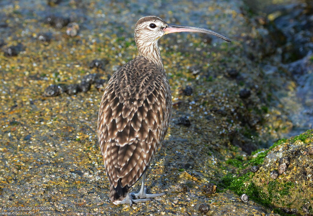 Eurasian Whimbreladult, Behaviour