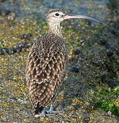 Eurasian Whimbrel