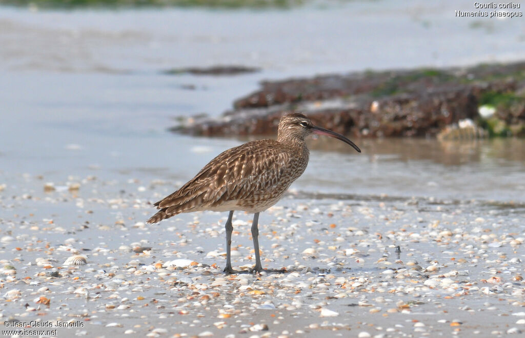 Whimbrel, identification