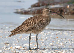 Eurasian Whimbrel