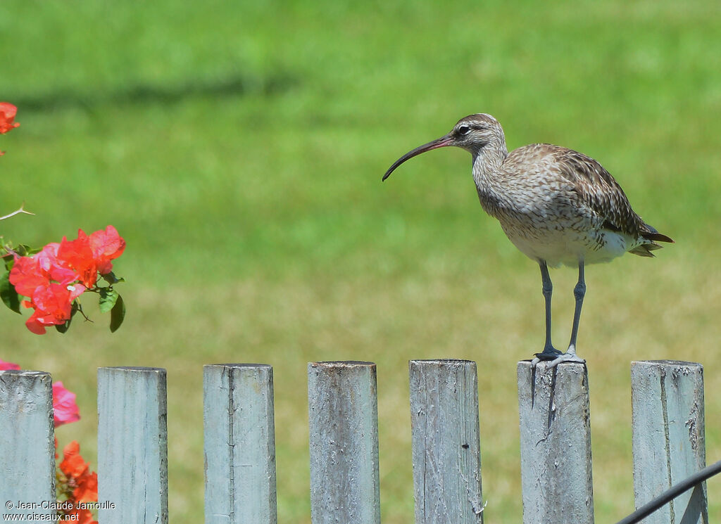 Eurasian Whimbrel