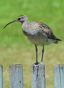 Eurasian Whimbrel