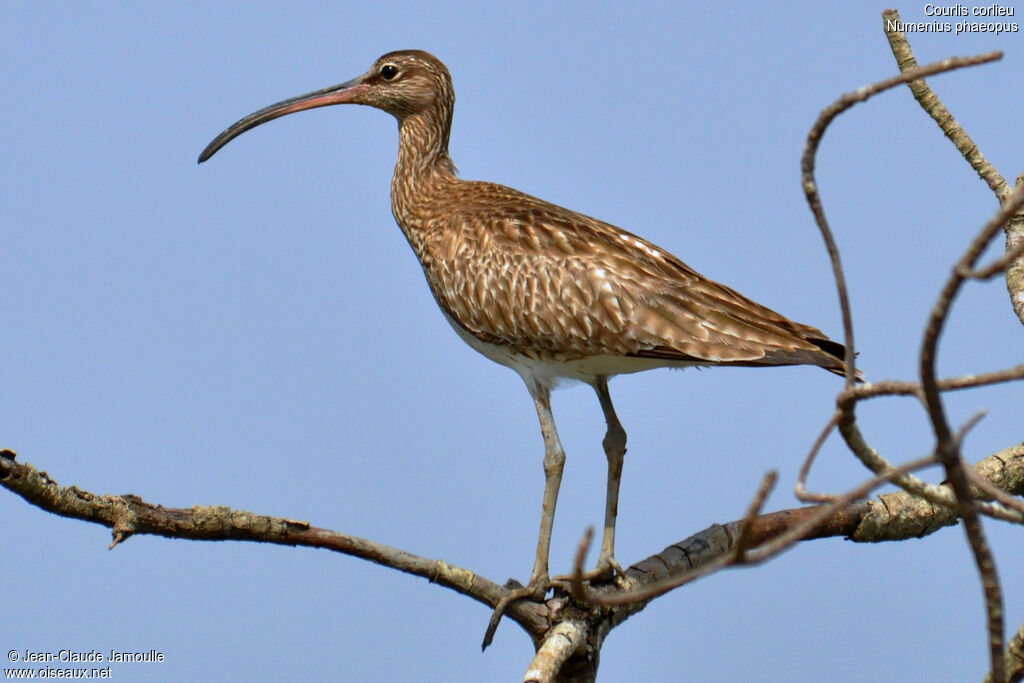 Eurasian Whimbreladult