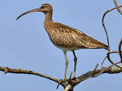 Eurasian Whimbrel