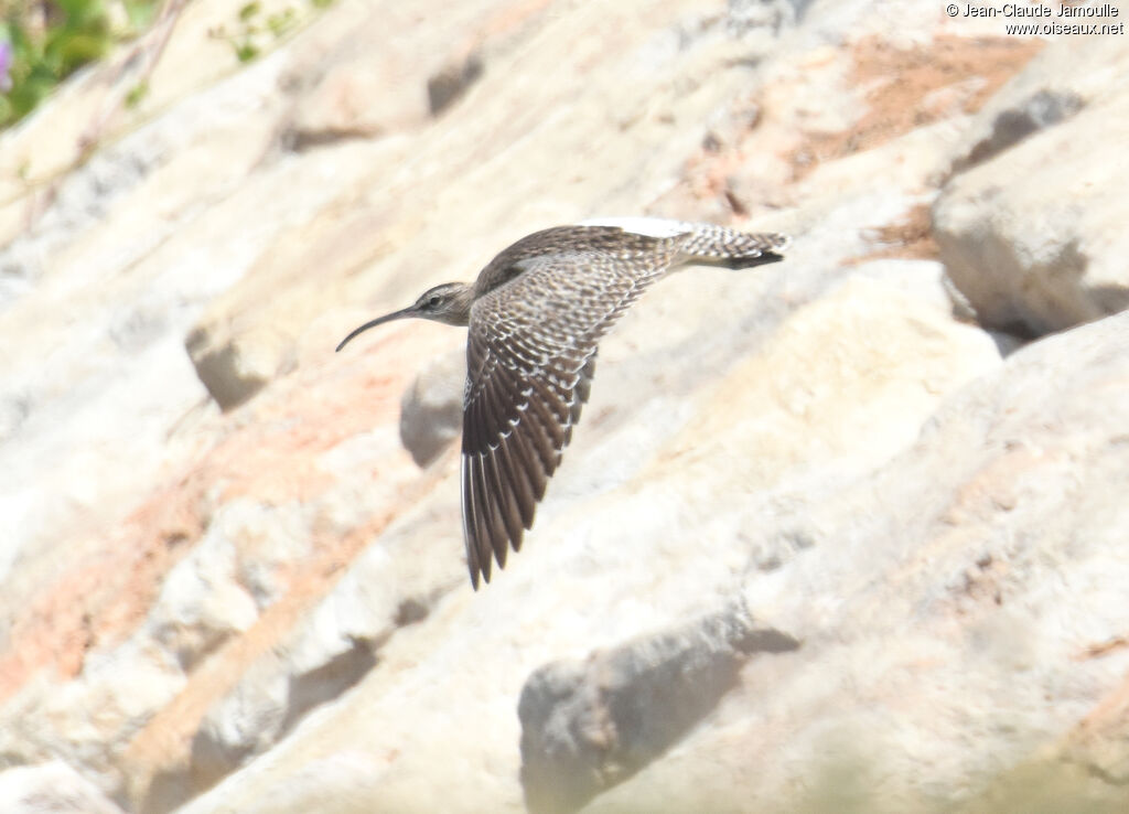 Eurasian Whimbrel