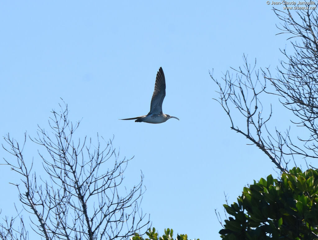 Eurasian Whimbrel, Flight