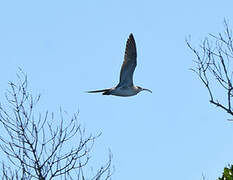 Whimbrel