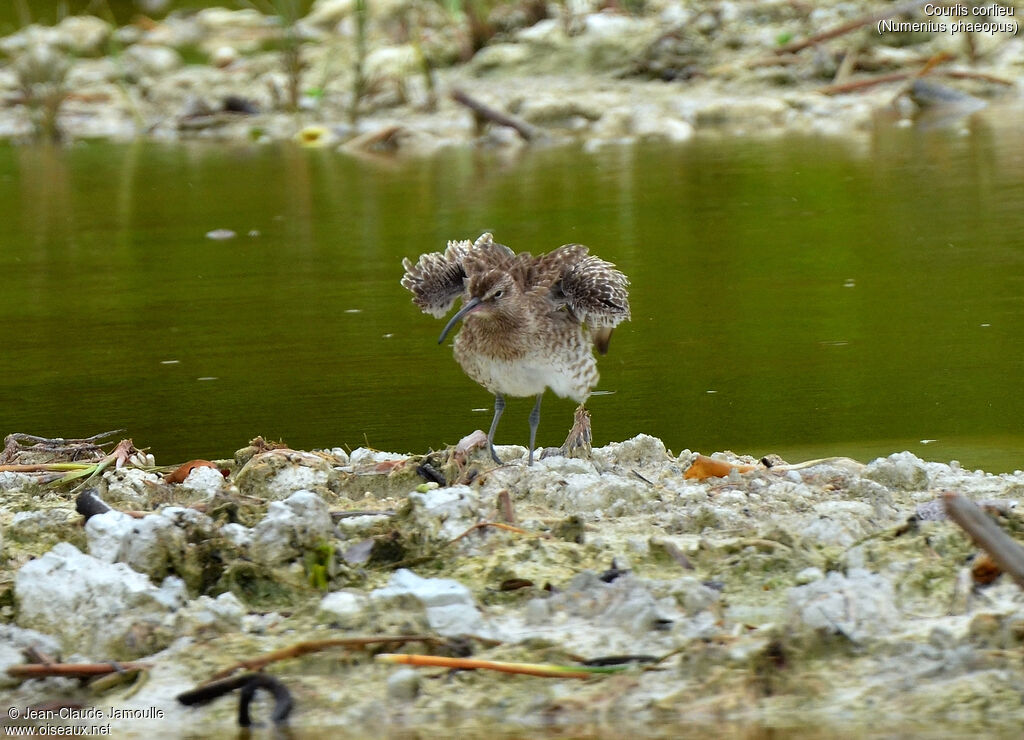 Whimbrel