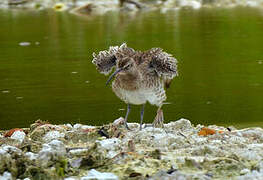 Eurasian Whimbrel