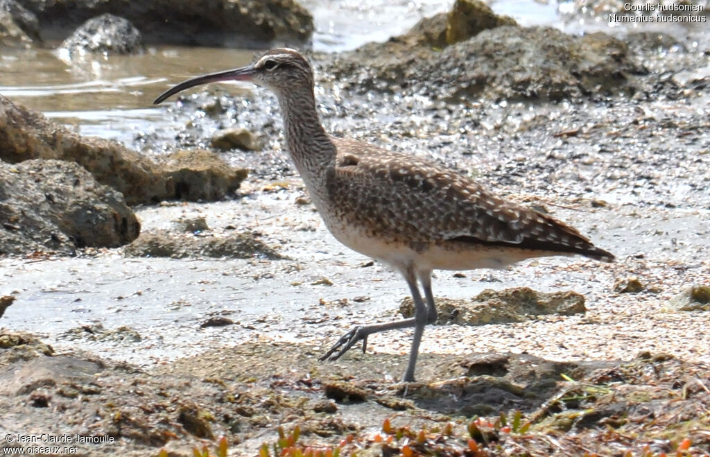 Hudsonian Whimbrel