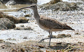 Hudsonian Whimbrel