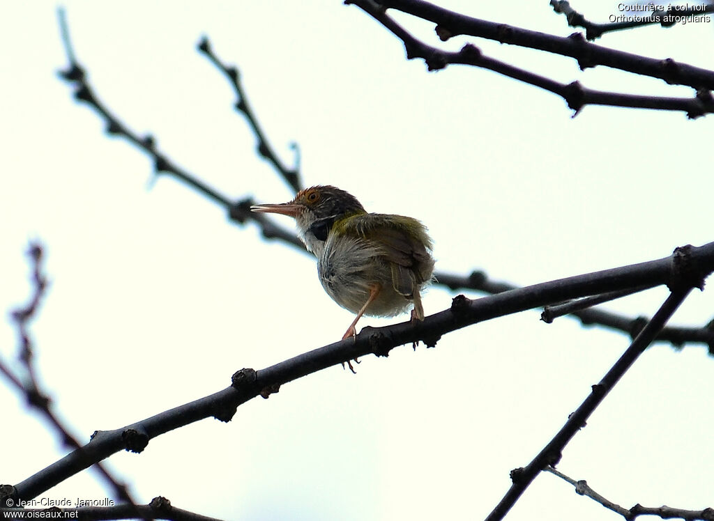 Dark-necked Tailorbirdimmature, song