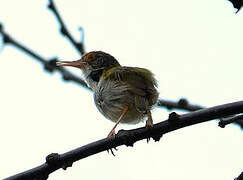 Dark-necked Tailorbird