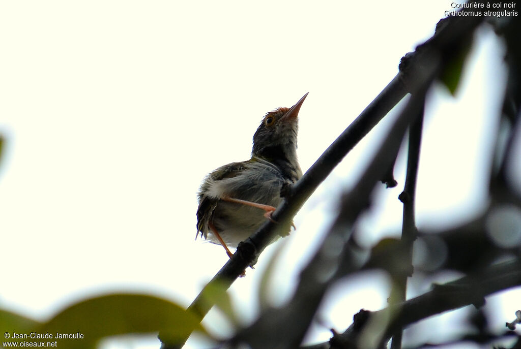 Dark-necked Tailorbirdimmature, Behaviour