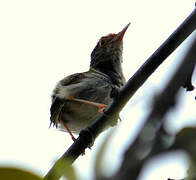 Dark-necked Tailorbird