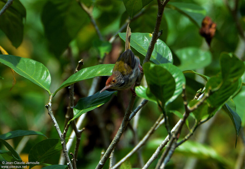 Dark-necked Tailorbird male