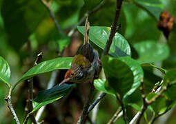 Dark-necked Tailorbird