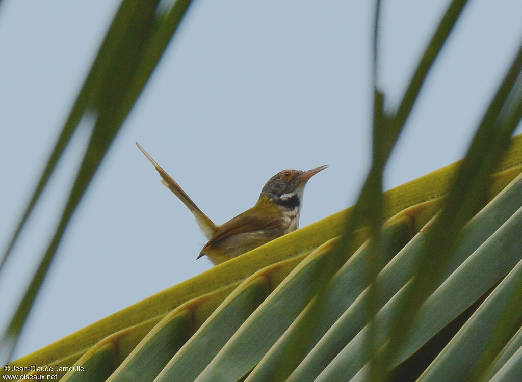 Dark-necked Tailorbird