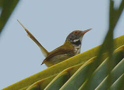 Dark-necked Tailorbird