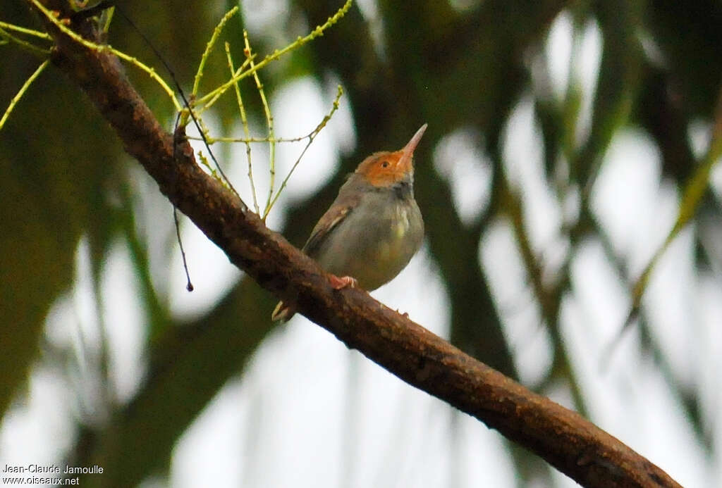 Olive-backed Tailorbird