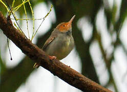 Olive-backed Tailorbird