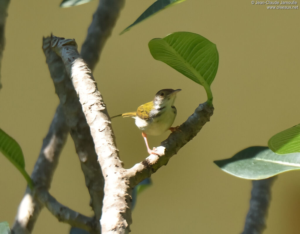 Common Tailorbird