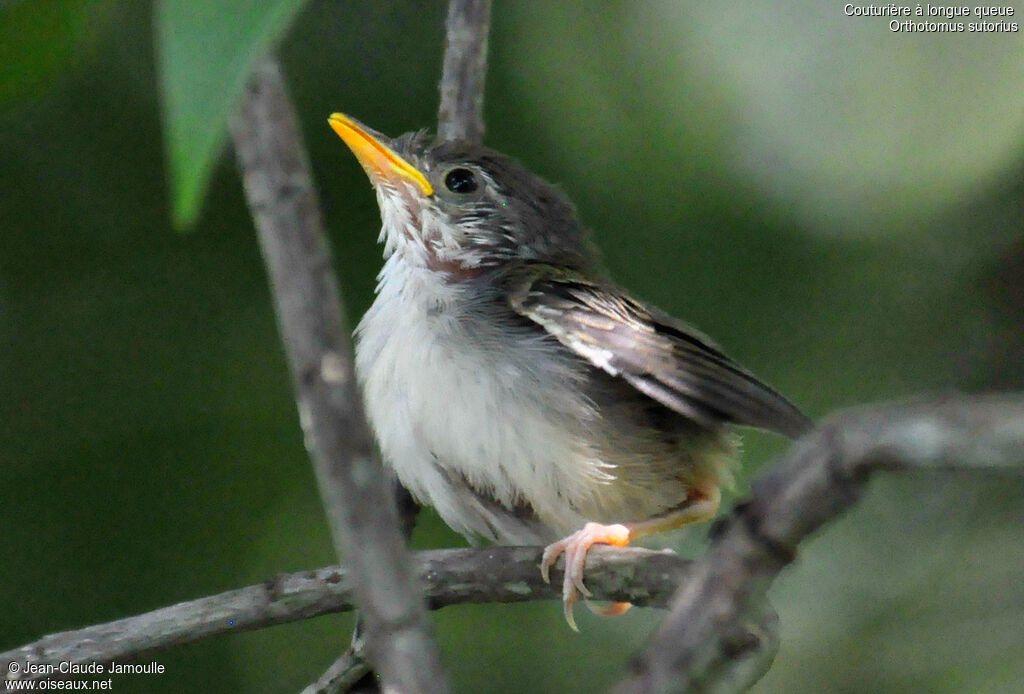 Common Tailorbirdjuvenile