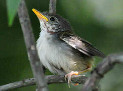 Common Tailorbird