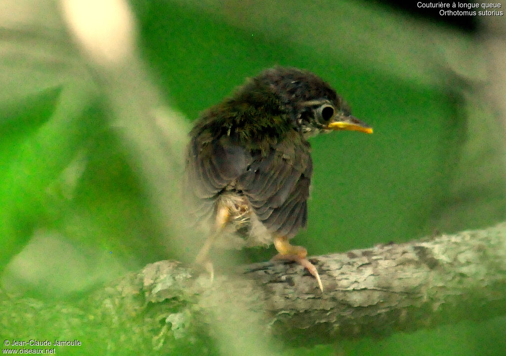 Common Tailorbirdjuvenile