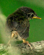 Common Tailorbird