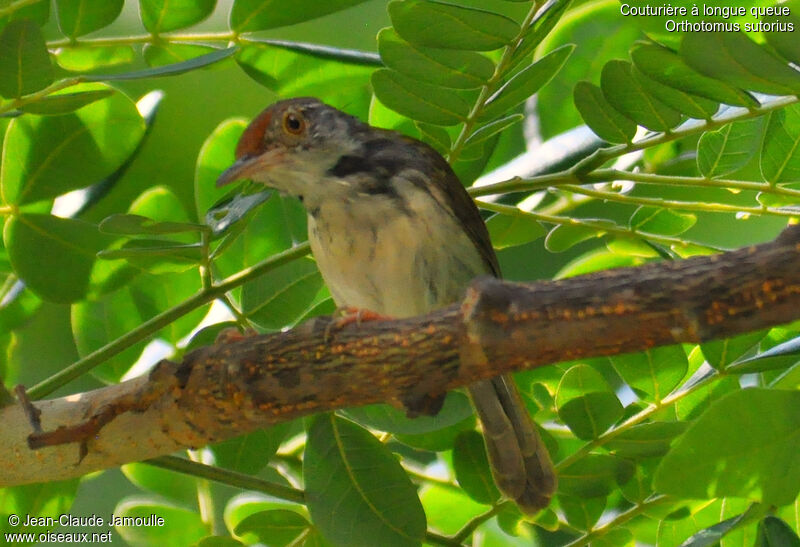 Common Tailorbird male adult, Behaviour