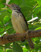 Common Tailorbird