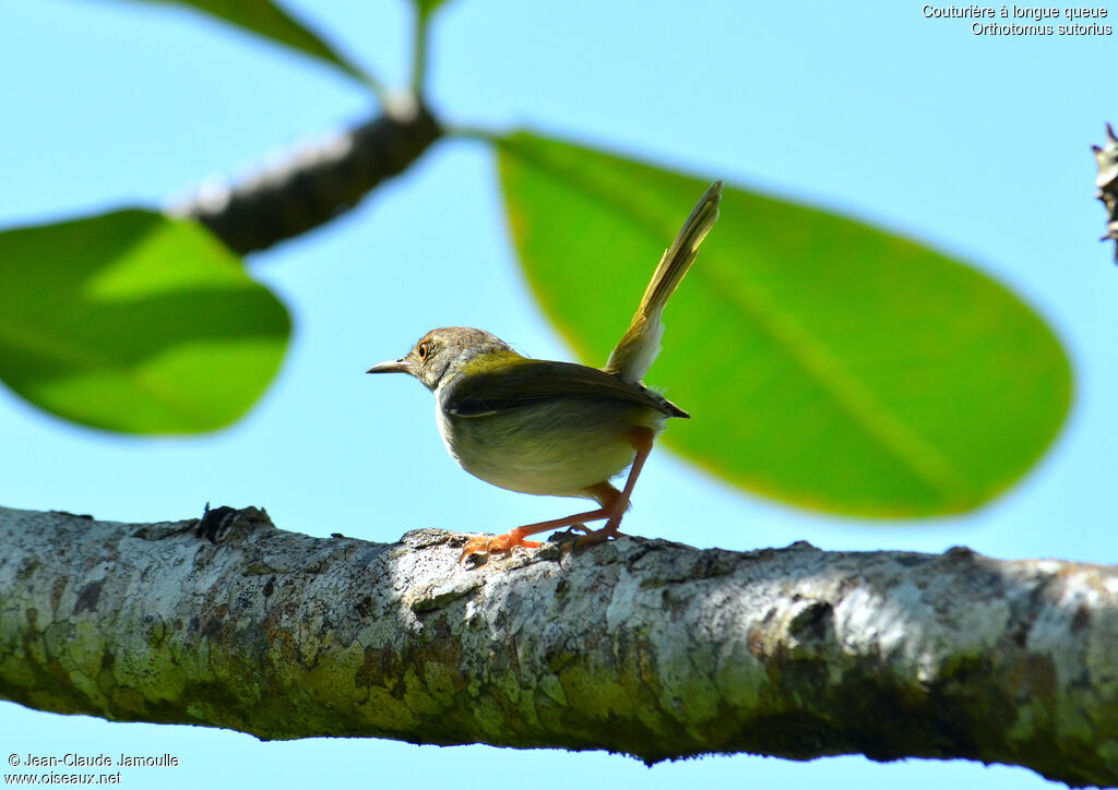 Common Tailorbird, Behaviour