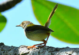 Common Tailorbird