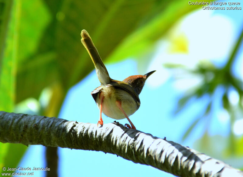 Common Tailorbird, Behaviour