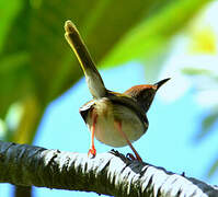 Common Tailorbird