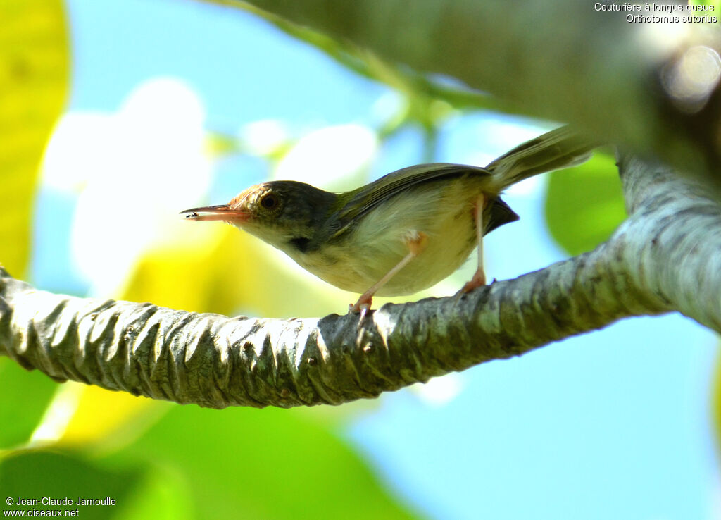 Common Tailorbirdadult, feeding habits