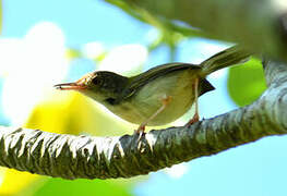 Common Tailorbird